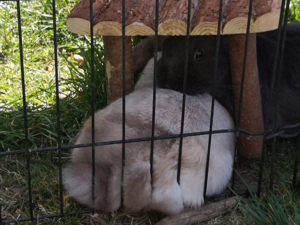Kaninchen Hasen