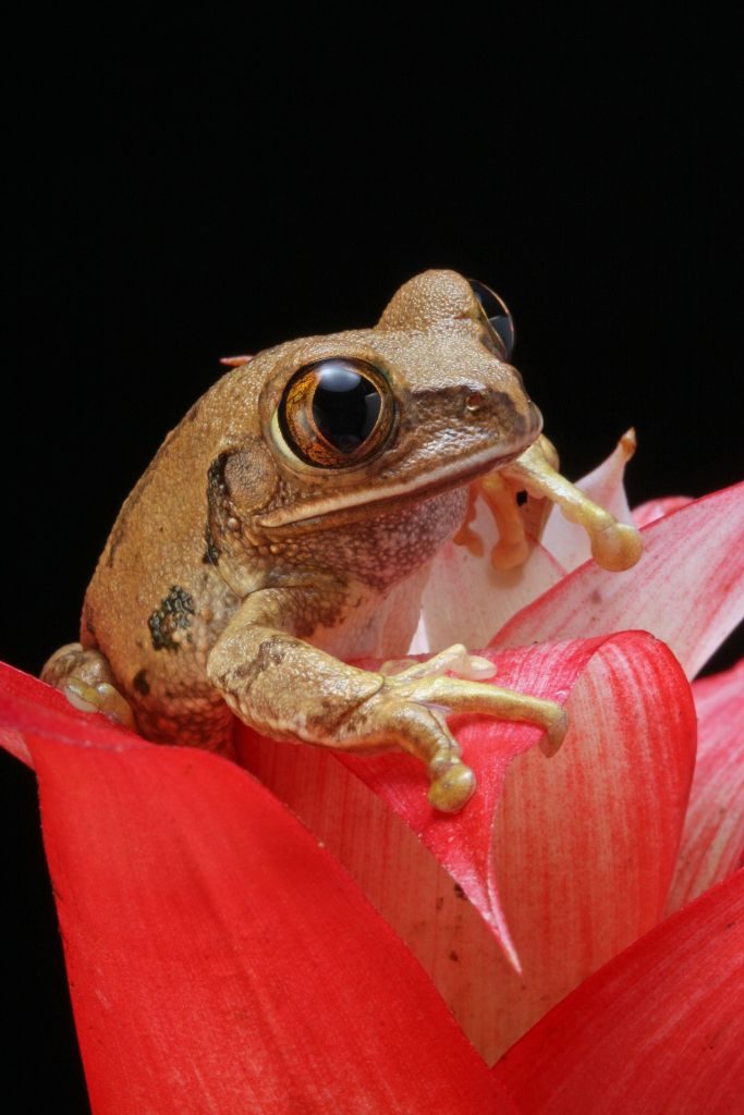 Ein Frosch zieht ins Kinderzimmer ein - das etwas andere Haustier.