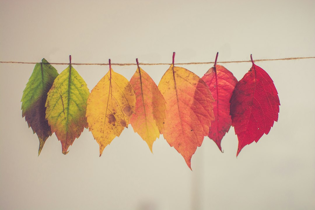 Bunte Herbstblätter als Bastelmaterial